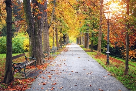 paved path through row of colorful trees and park bench